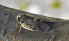 357696 – Photo : P. Becavin – Madagascar